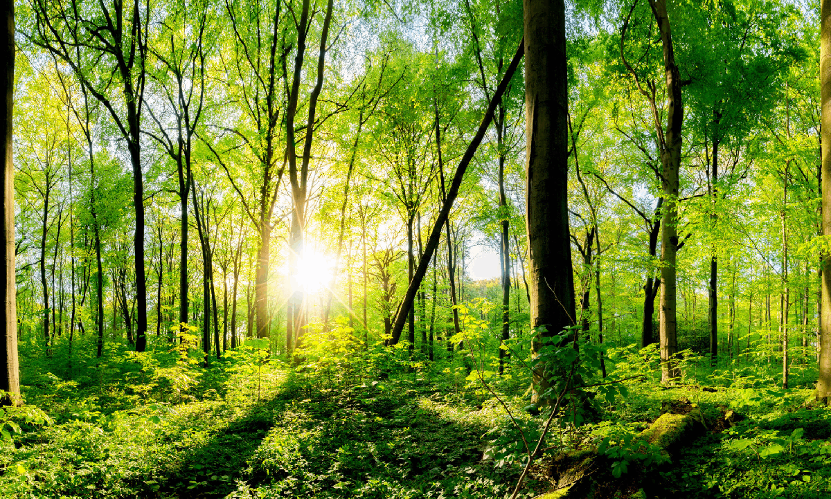 AdobeStock_135234621-scaled