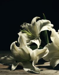 Beautiful Lilies — Newhaven Funerals in Brisbane