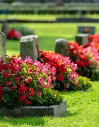 Flowers on Gravestones At Cemetery — Newhaven Funerals in Brisbane
