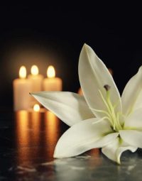 White Lily — Newhaven Funerals in Brisbane