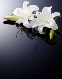White Lily On Table — Newhaven Funerals in Brisbane