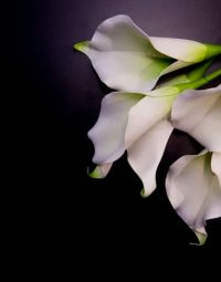 Lily Flowers On Dark Background — Newhaven Funerals in Brisbane
