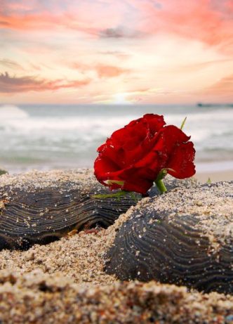 Red Rose In The Sand — Newhaven Funerals in Brisbane