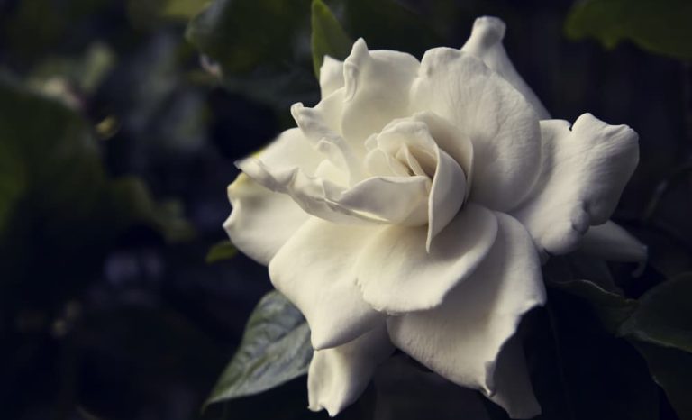 White Flower — Newhaven Funerals in Brisbane White Flower