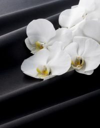 Orchid — Newhaven Funerals in Brisbane