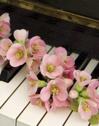 Pink Quince On Piano — Newhaven Funerals in Brisbane
