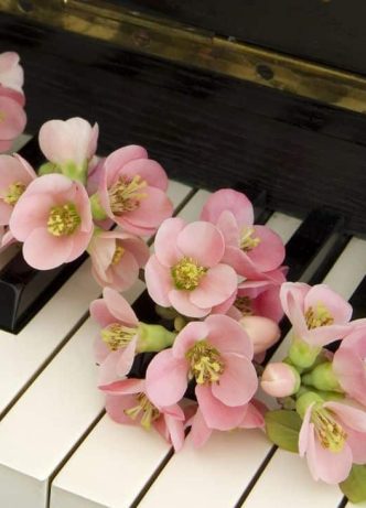 Pink Quince On Piano — Newhaven Funerals in Brisbane