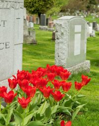 Headstones In A Cemetery With Red Tulips — Newhaven Funerals in Brisbane