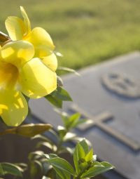 Yellow Flowers In Graveyard — Newhaven Funerals in Brisbane