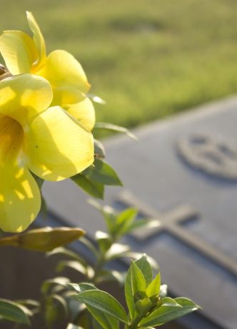Yellow Flowers In Graveyard — Newhaven Funerals in Brisbane