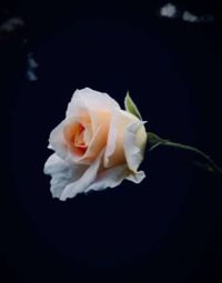 Single Rose — Newhaven Funerals in Brisbane