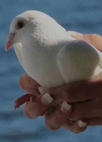 White Dove — Newhaven Funerals in Brisbane